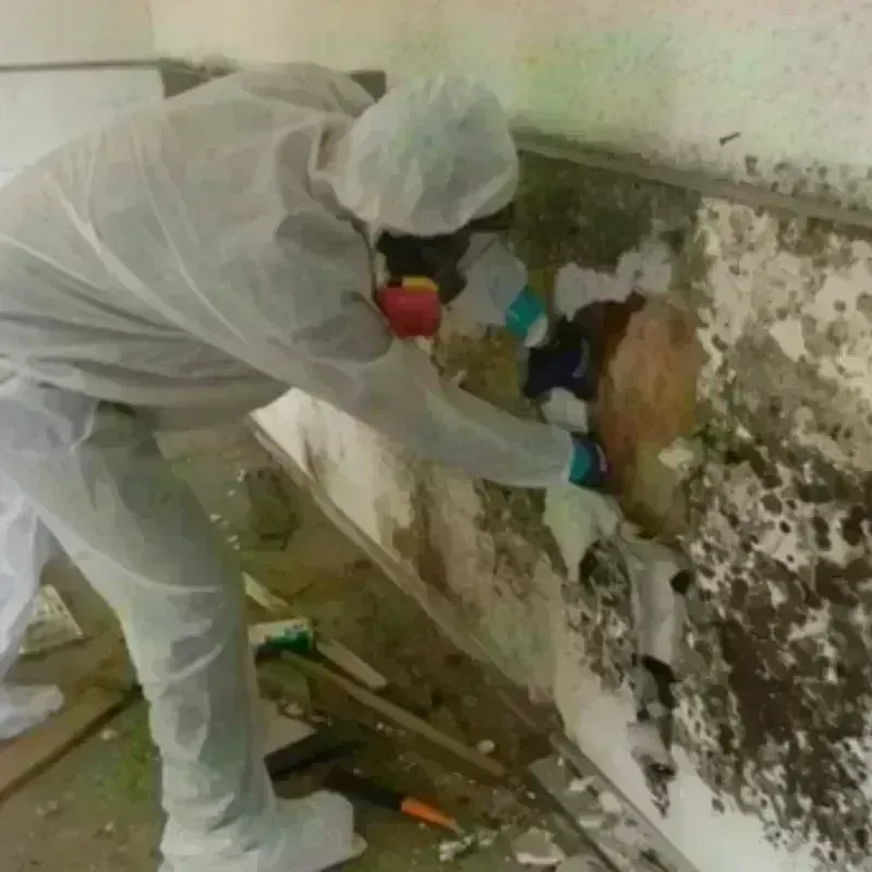 Mold Remediation and Removal in Bloomingdale, FL